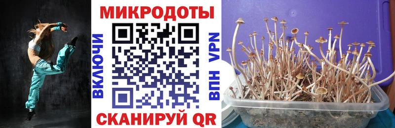 закладка  Кубинка  Псилоцибиновые грибы Cubensis 